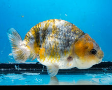 Load image into Gallery viewer, Calico Ranchu Male (4 inches) Imported from Thailand