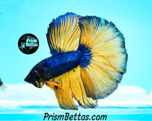 Load image into Gallery viewer, Mustard Gas Halfmoon Male