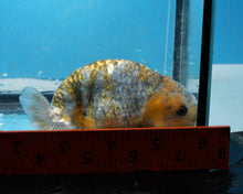 Load image into Gallery viewer, Calico Ranchu Male (4 inches) Imported from Thailand