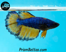 Load image into Gallery viewer, Mustard Gas Halfmoon Female