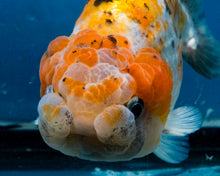 Load image into Gallery viewer, Calico Ranchu Female (4.25 inches) Imported from Thailand