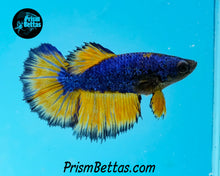 Load image into Gallery viewer, Mustard Gas Halfmoon Female