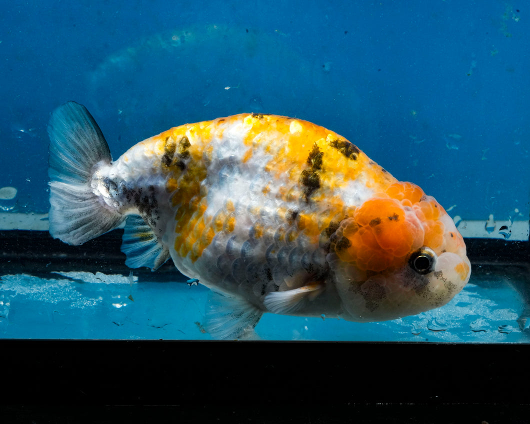 Calico Ranchu Female (4.25 inches) Imported from Thailand