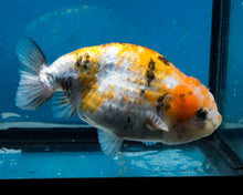 Load image into Gallery viewer, Calico Ranchu Female (4.25 inches) Imported from Thailand