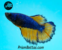 Load image into Gallery viewer, Mustard Gas Halfmoon Female