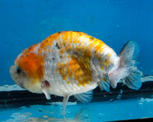 Load image into Gallery viewer, Calico Ranchu Female (4.25 inches) Imported from Thailand