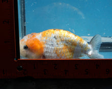 Load image into Gallery viewer, Calico Ranchu Female (4.25 inches) Imported from Thailand