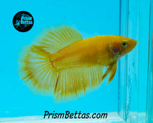 Load image into Gallery viewer, Yellow Halfmoon Female