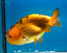 Load image into Gallery viewer, Apache Ranchu Female (4inches) Imported from Thailand