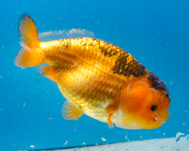 Apache Ranchu Female (4inches) Imported from Thailand