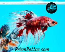 Load image into Gallery viewer, Marble Crowntail Male