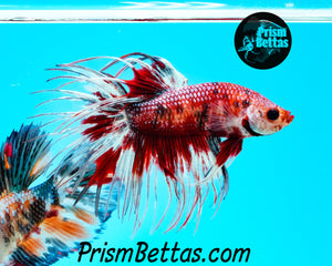 Marble Crowntail Male