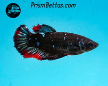 Load image into Gallery viewer, Blackstar Halfmoon Female