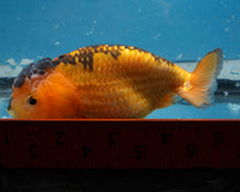 Load image into Gallery viewer, Apache Ranchu Female (4inches) Imported from Thailand