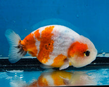 Load image into Gallery viewer, Tricolor Ranchu Female (3.5 inches) Imported from Thailand