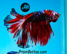 Load image into Gallery viewer, Red Koi Halfmoon Male