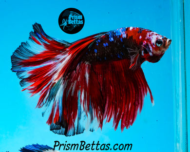 Red Koi Halfmoon Male