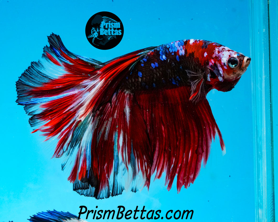 Red Koi Halfmoon Male