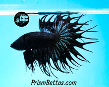Load image into Gallery viewer, Black Orchid Crowntail Male