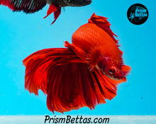Load image into Gallery viewer, Red Halfmoon Male