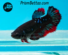 Load image into Gallery viewer, Blackstar Halfmoon Female