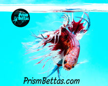 Load image into Gallery viewer, Marble Crowntail Male