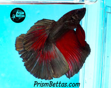 Load image into Gallery viewer, Red Copper Butterfly Halfmoon Male