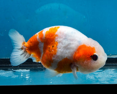 Tricolor Ranchu Female (3.5 inches) Imported from Thailand