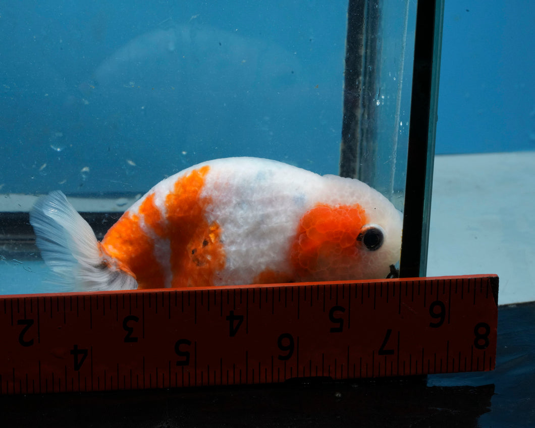Tricolor Ranchu Female (3.5 inches) Imported from Thailand
