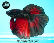 Load image into Gallery viewer, Red Copper Butterfly Halfmoon Male