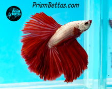 Load image into Gallery viewer, Red Dragon Halfmoon Male