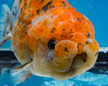 Load image into Gallery viewer, Calico Ranchu Male (4 inches) Imported from Thailand