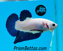 Load image into Gallery viewer, Blue Rim Marble Halfmoon Plakat Male