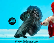 Load image into Gallery viewer, Copper Halfmoon Female