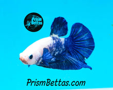 Load image into Gallery viewer, Marble Halfmoon Plakat Male