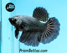 Load image into Gallery viewer, Copper Halfmoon Female