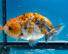 Load image into Gallery viewer, Calico Ranchu Male (4 inches) Imported from Thailand