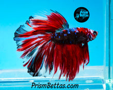 Load image into Gallery viewer, Red Koi Halfmoon Male