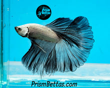 Load image into Gallery viewer, Black Dragon Halfmoon Male