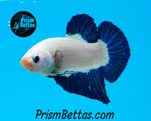 Blue Rim Marble Halfmoon Plakat Male