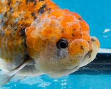 Load image into Gallery viewer, Calico Ranchu Male (4 inches) Imported from Thailand