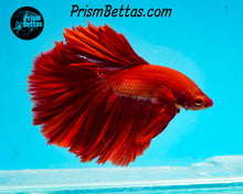 Load image into Gallery viewer, Red Halfmoon Male