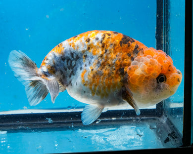 Calico Ranchu Male (4 inches) Imported from Thailand