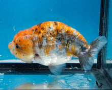 Load image into Gallery viewer, Calico Ranchu Male (4 inches) Imported from Thailand