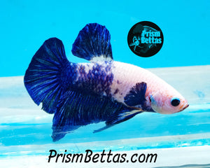 Marble Halfmoon Plakat Male