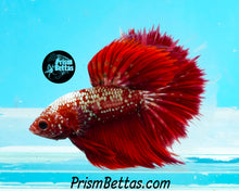 Load image into Gallery viewer, Red Galaxy Marble Halfmoon Male