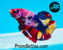 Load image into Gallery viewer, Candy Koi Halfmoon Plakat Male