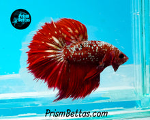 Load image into Gallery viewer, Red Galaxy Marble Halfmoon Male