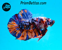 Load image into Gallery viewer, Candy Koi GIANT Halfmoon Plakat Male