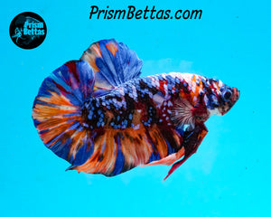 Candy Koi GIANT Halfmoon Plakat Male